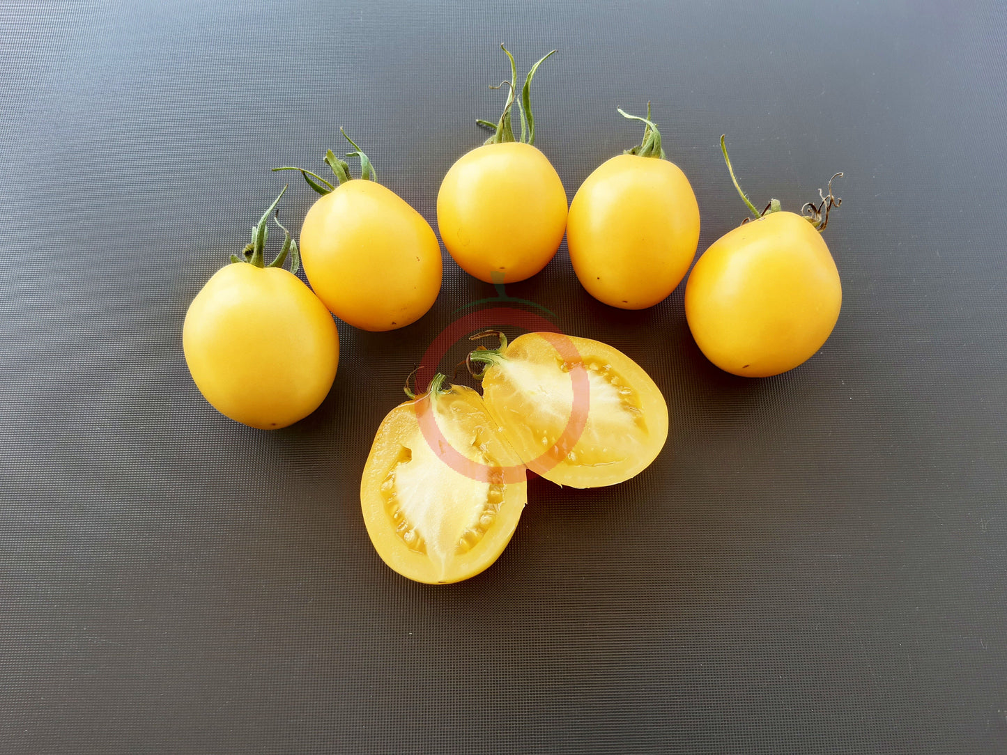 Ivory Egg DER TOMATENFLÜSTERER