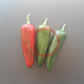 Jalapeno Mammoth DER TOMATENFLÜSTERER