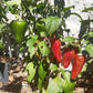 Jalapeno Rayados DER TOMATENFLÜSTERER