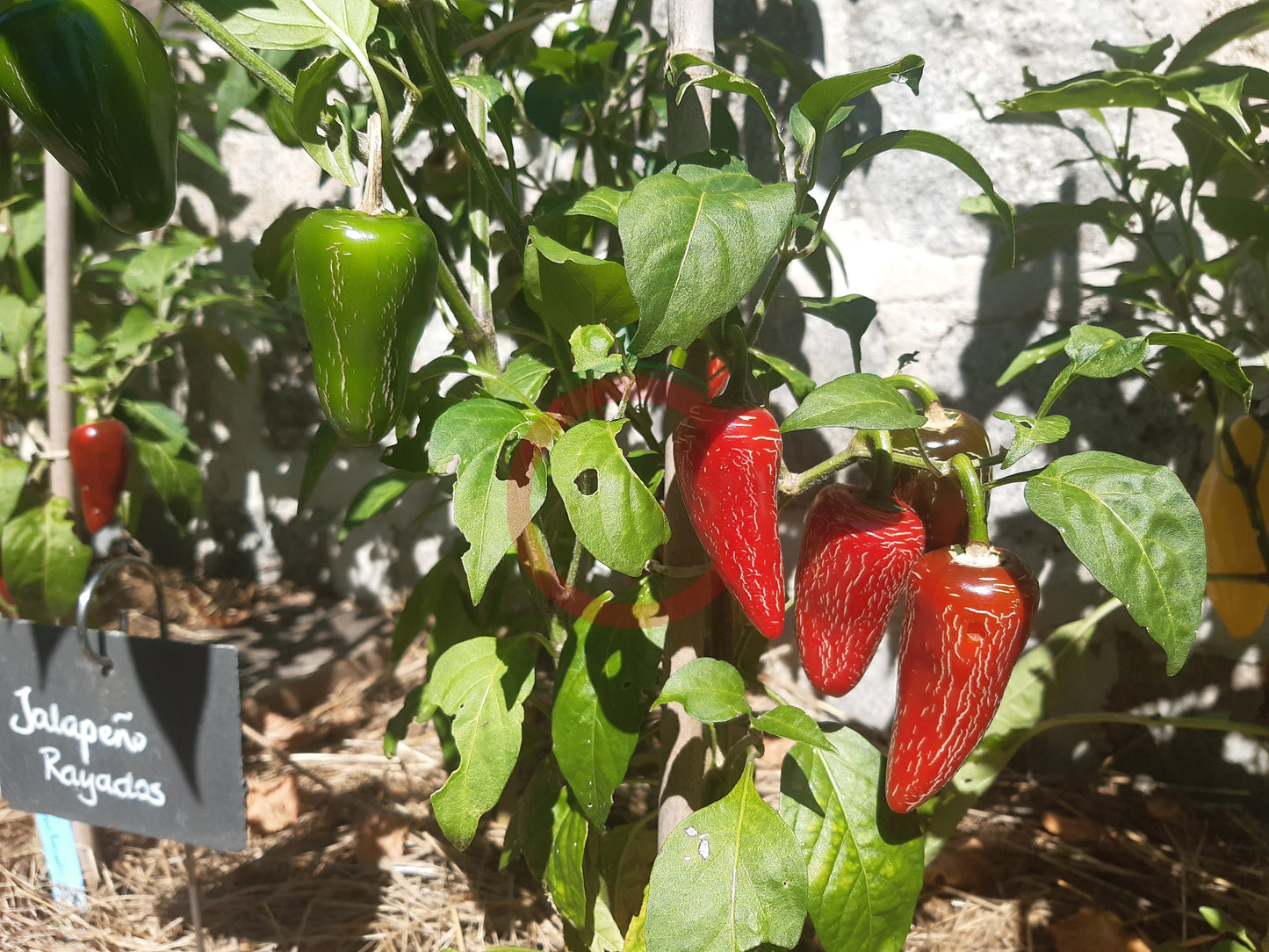 Jalapeno Rayados DER TOMATENFLÜSTERER