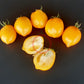 Jardin D´Agrumes DER TOMATENFLÜSTERER