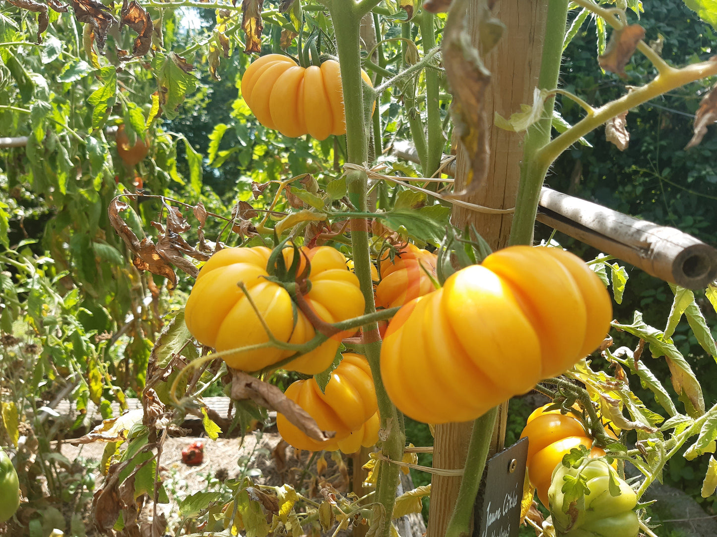 Jaune Côtelée de Montlouis DER TOMATENFLÜSTERER