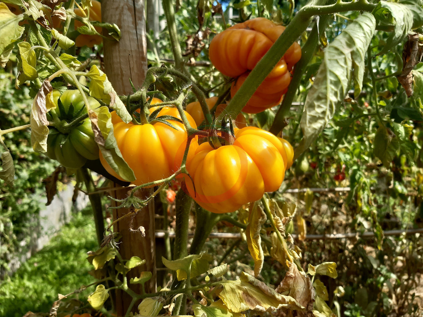 Jaune Côtelée de Montlouis DER TOMATENFLÜSTERER