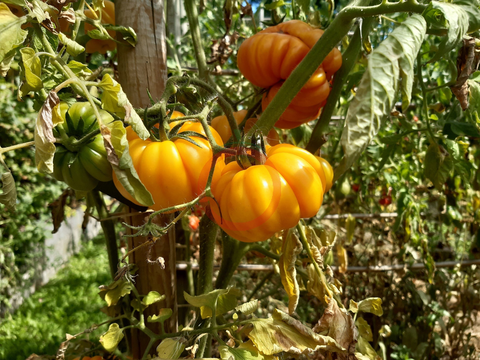 Jaune Côtelée de Montlouis DER TOMATENFLÜSTERER