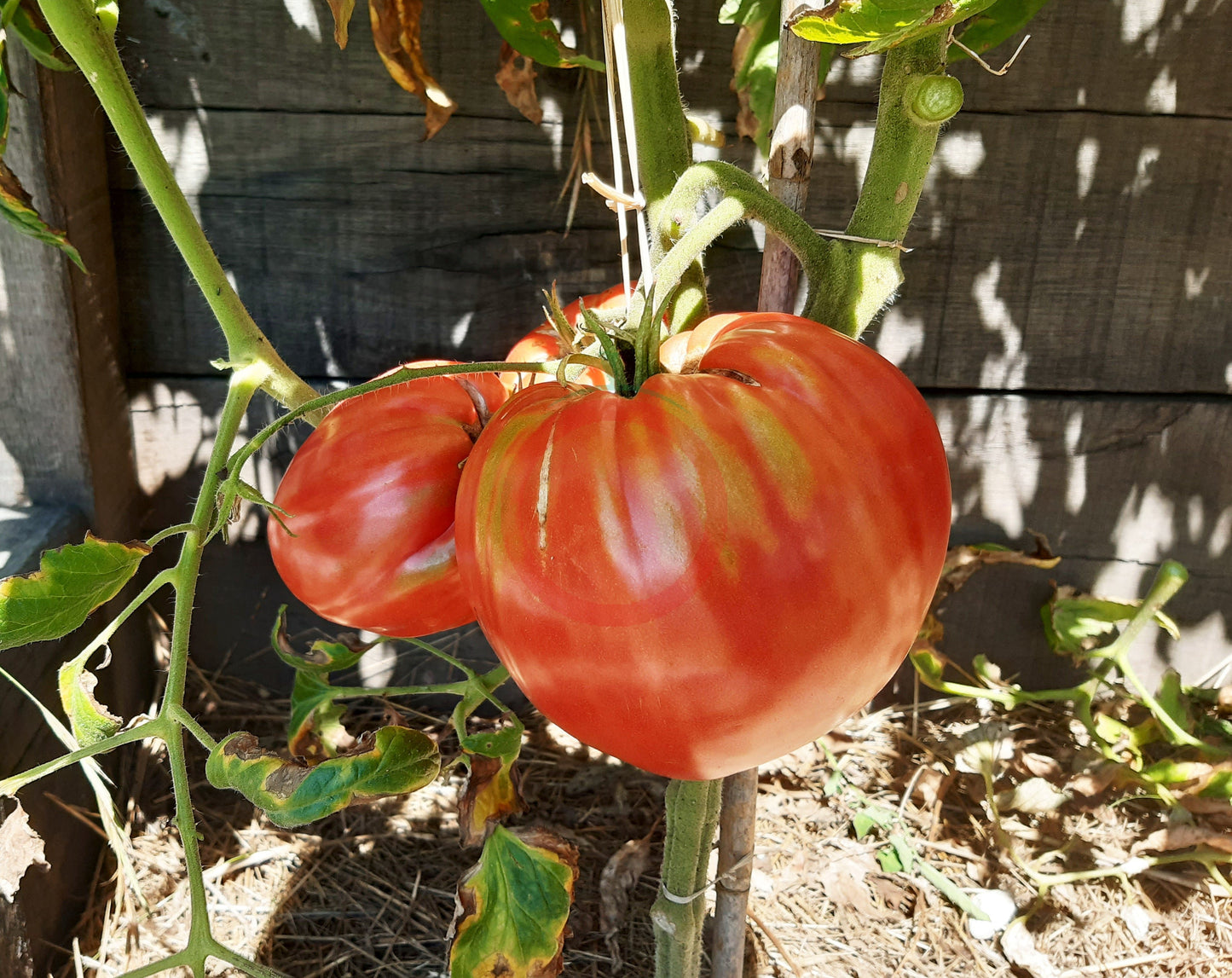 Joe's Pink Oxheart DER TOMATENFLÜSTERER
