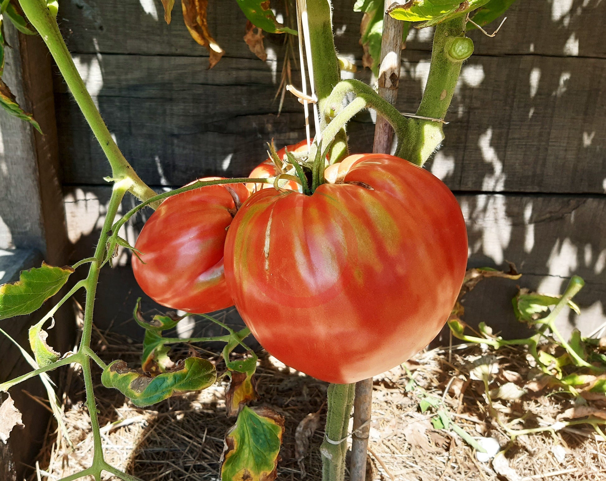 Joe's Pink Oxheart DER TOMATENFLÜSTERER