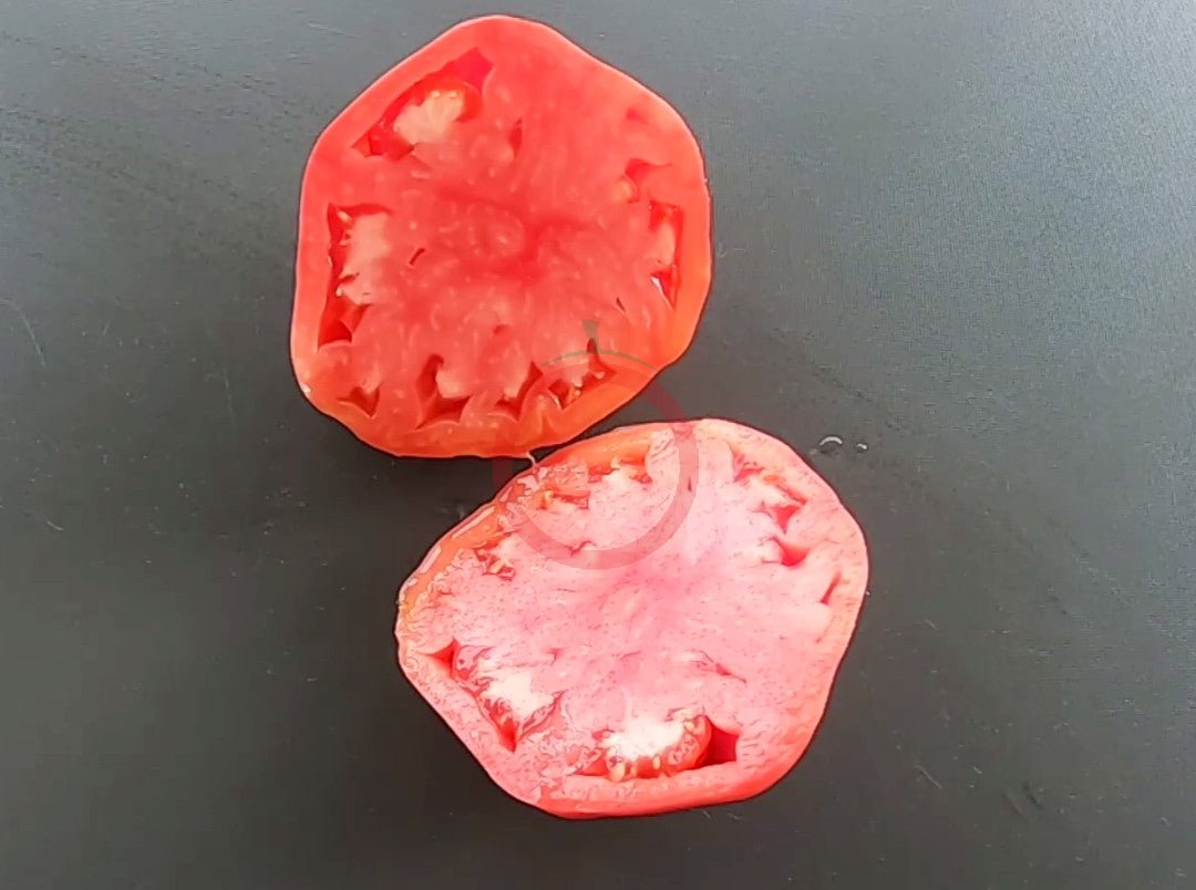 Joe's Pink Oxheart DER TOMATENFLÜSTERER