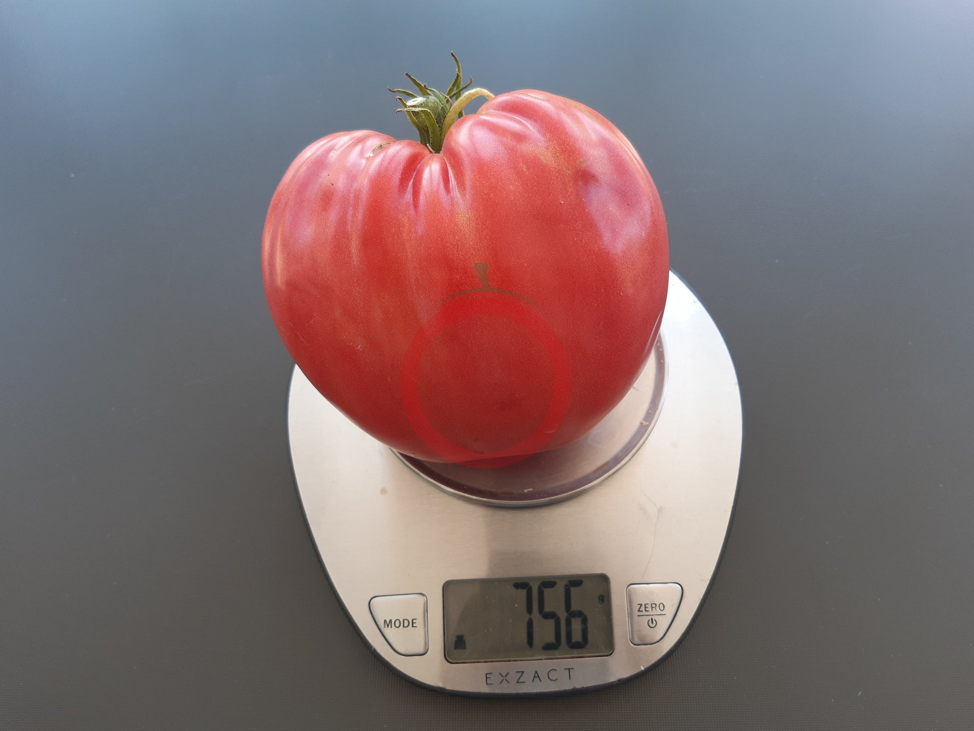 Joe's Pink Oxheart DER TOMATENFLÜSTERER