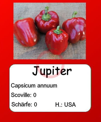 Jupiter DER TOMATENFLÜSTERER