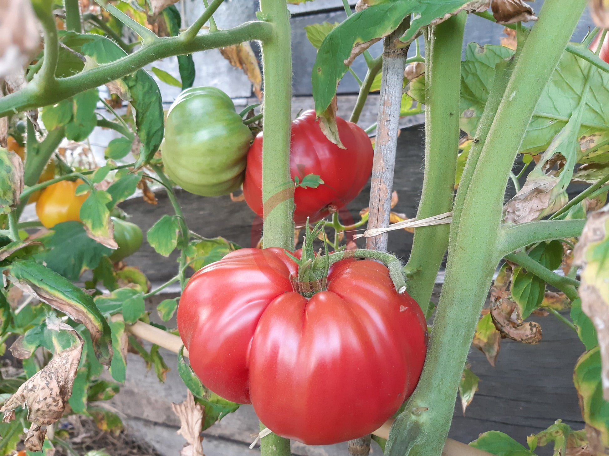 Katharina DER TOMATENFLÜSTERER