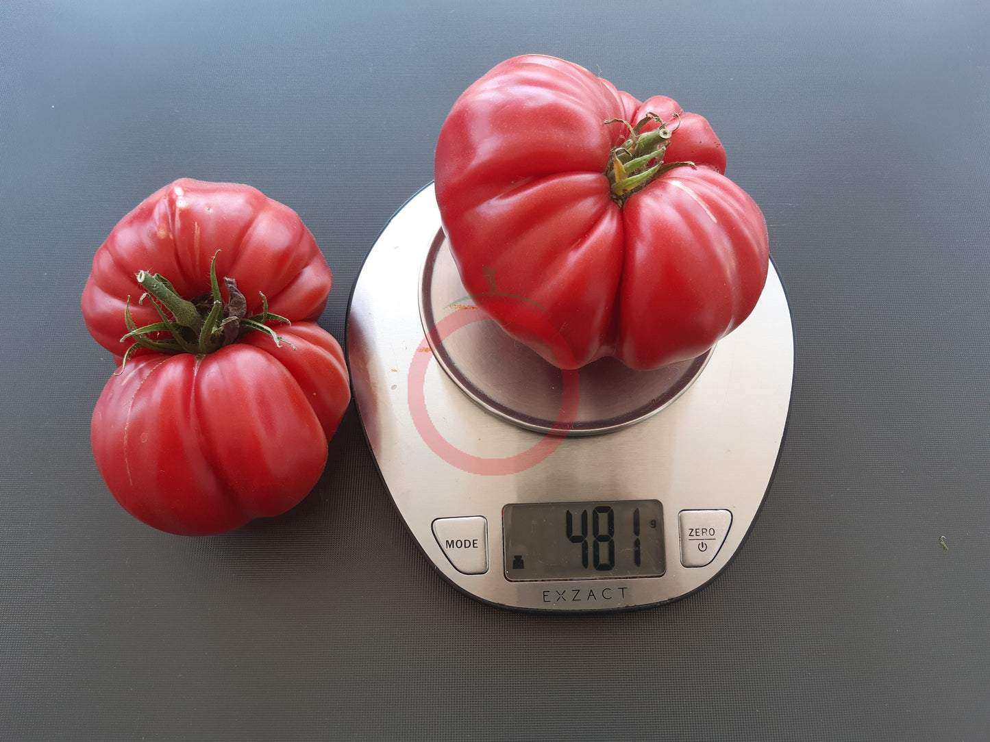Katharina DER TOMATENFLÜSTERER