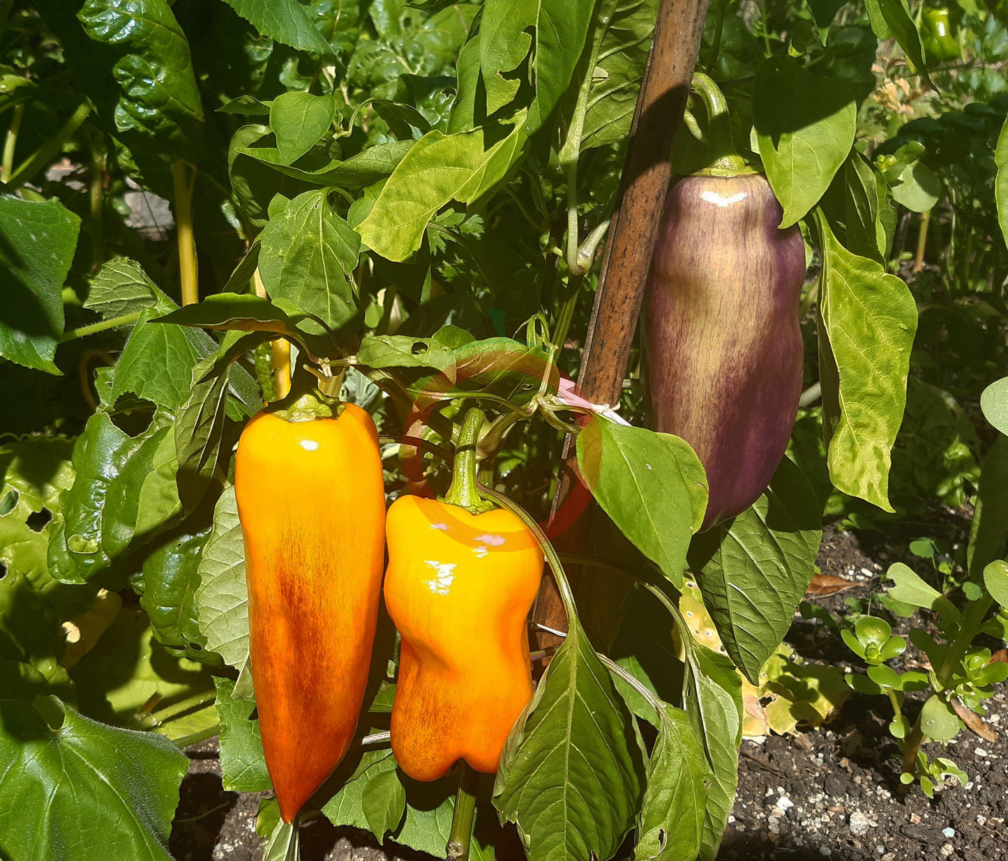 Klyaksa DER TOMATENFLÜSTERER