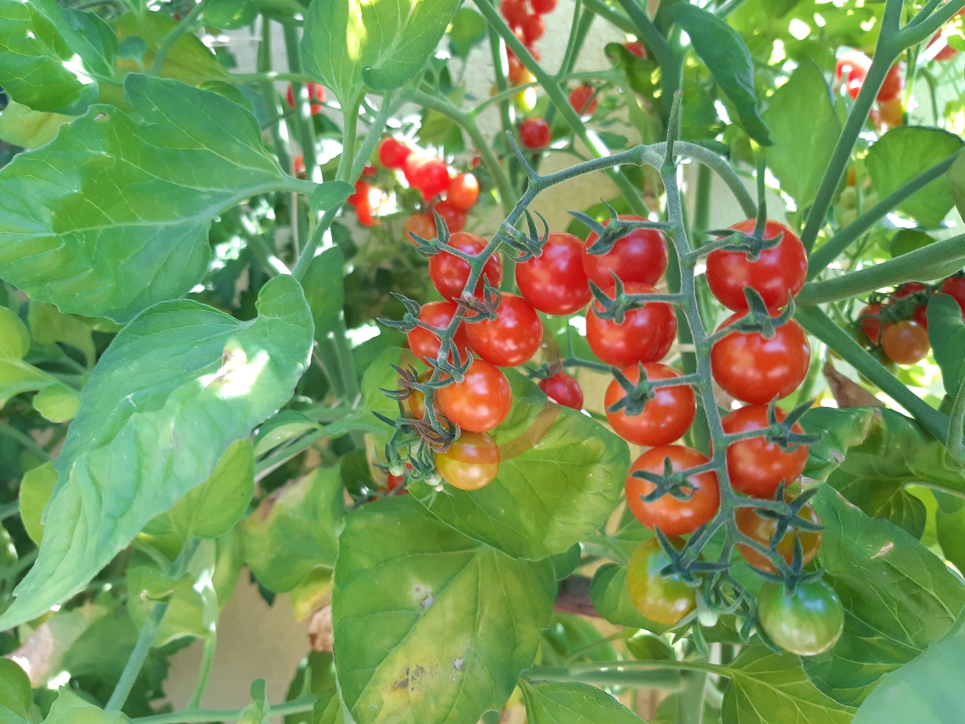 Korney´s Jelly Bean DER TOMATENFLÜSTERER