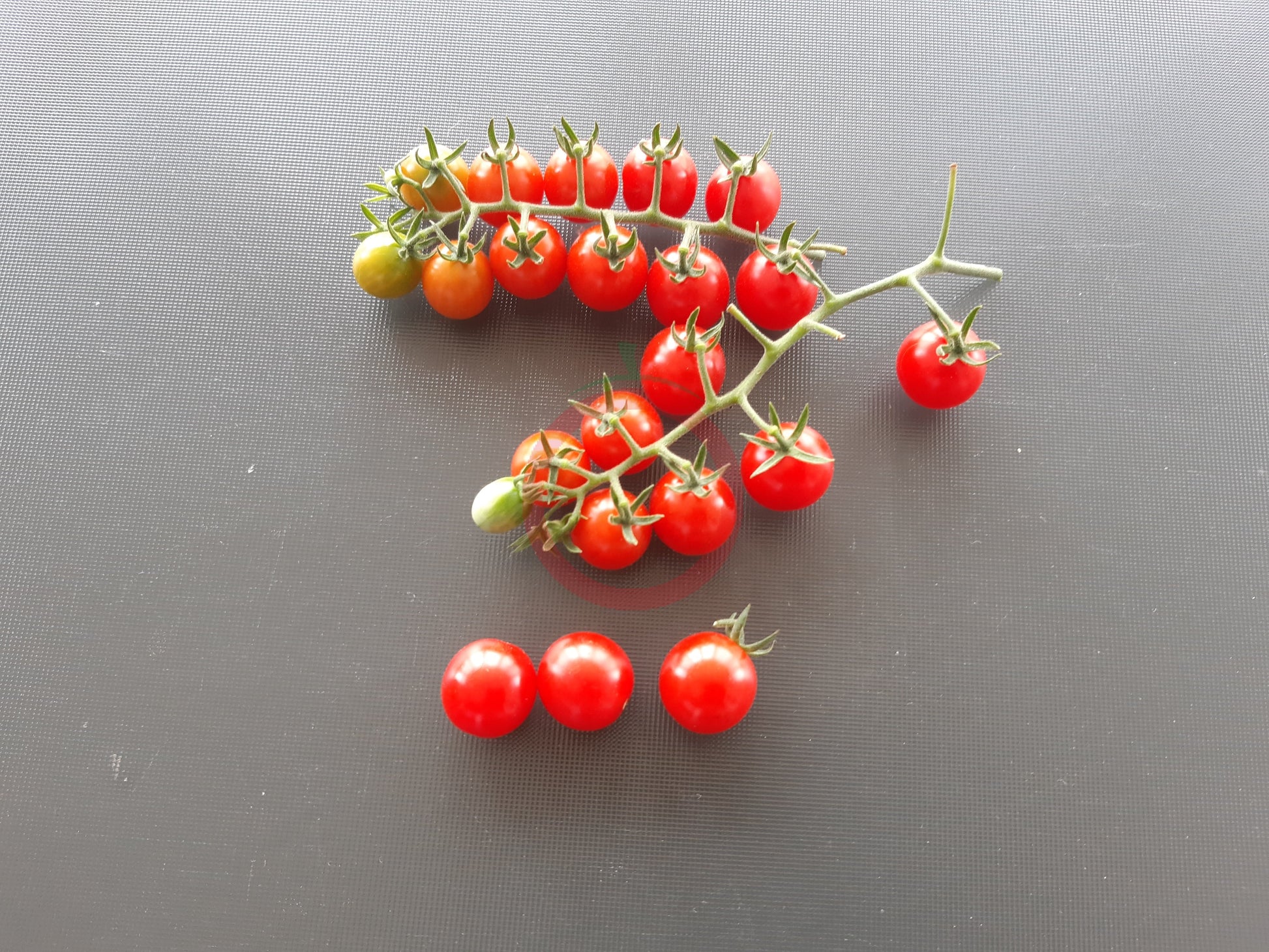 Korney´s Jelly Bean DER TOMATENFLÜSTERER