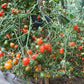Kozula 14 DER TOMATENFLÜSTERER