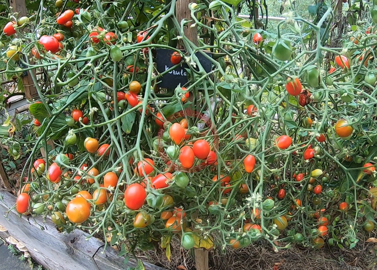 Kozula 14 DER TOMATENFLÜSTERER