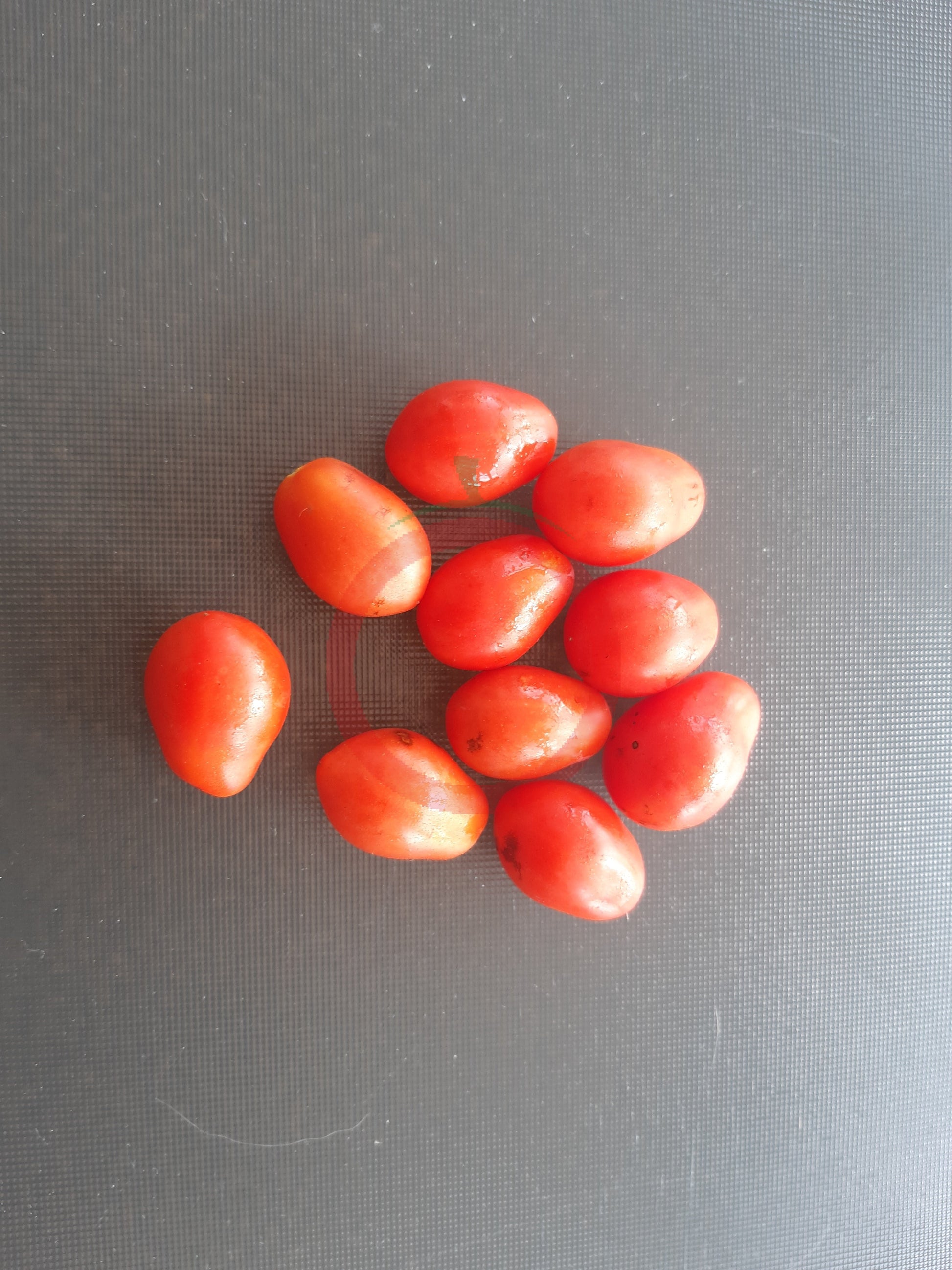 Kozula 14 DER TOMATENFLÜSTERER