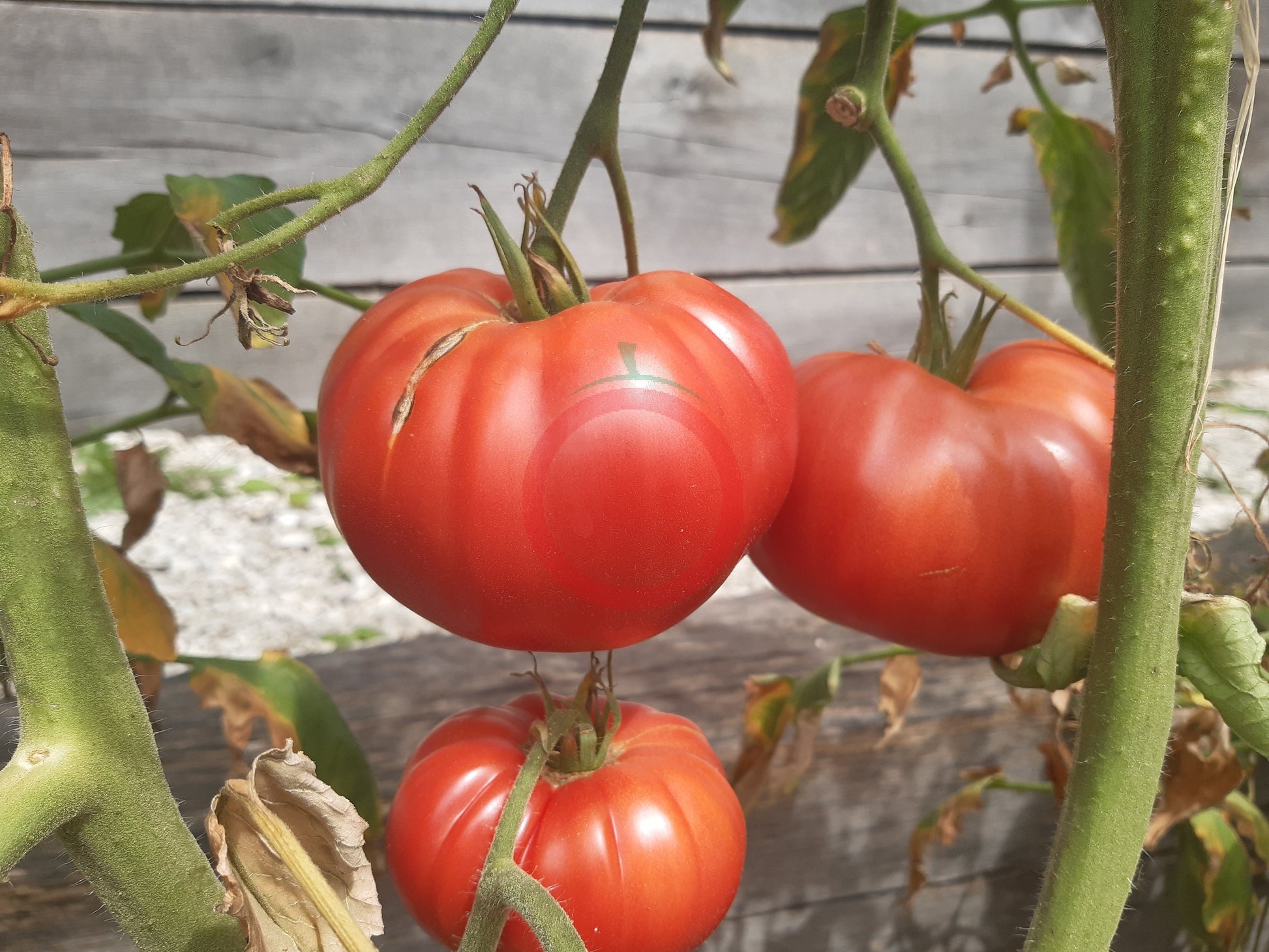 La Vie en Rose DER TOMATENFLÜSTERER