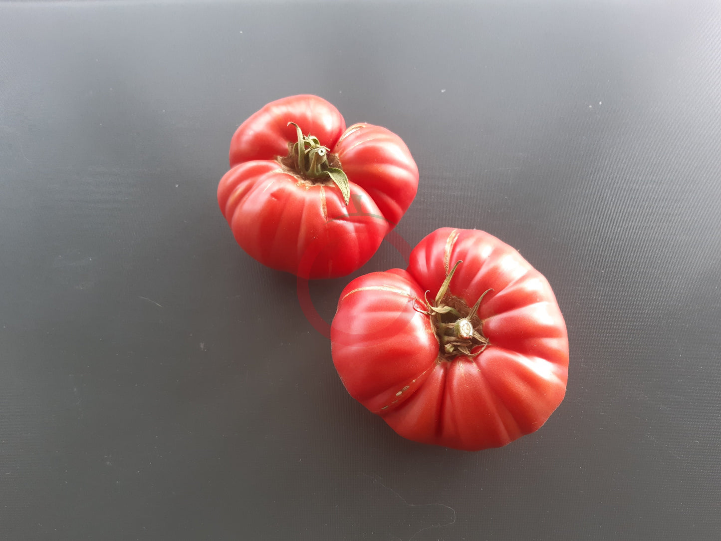 La Vie en Rose DER TOMATENFLÜSTERER