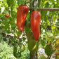Langer Erwin DER TOMATENFLÜSTERER