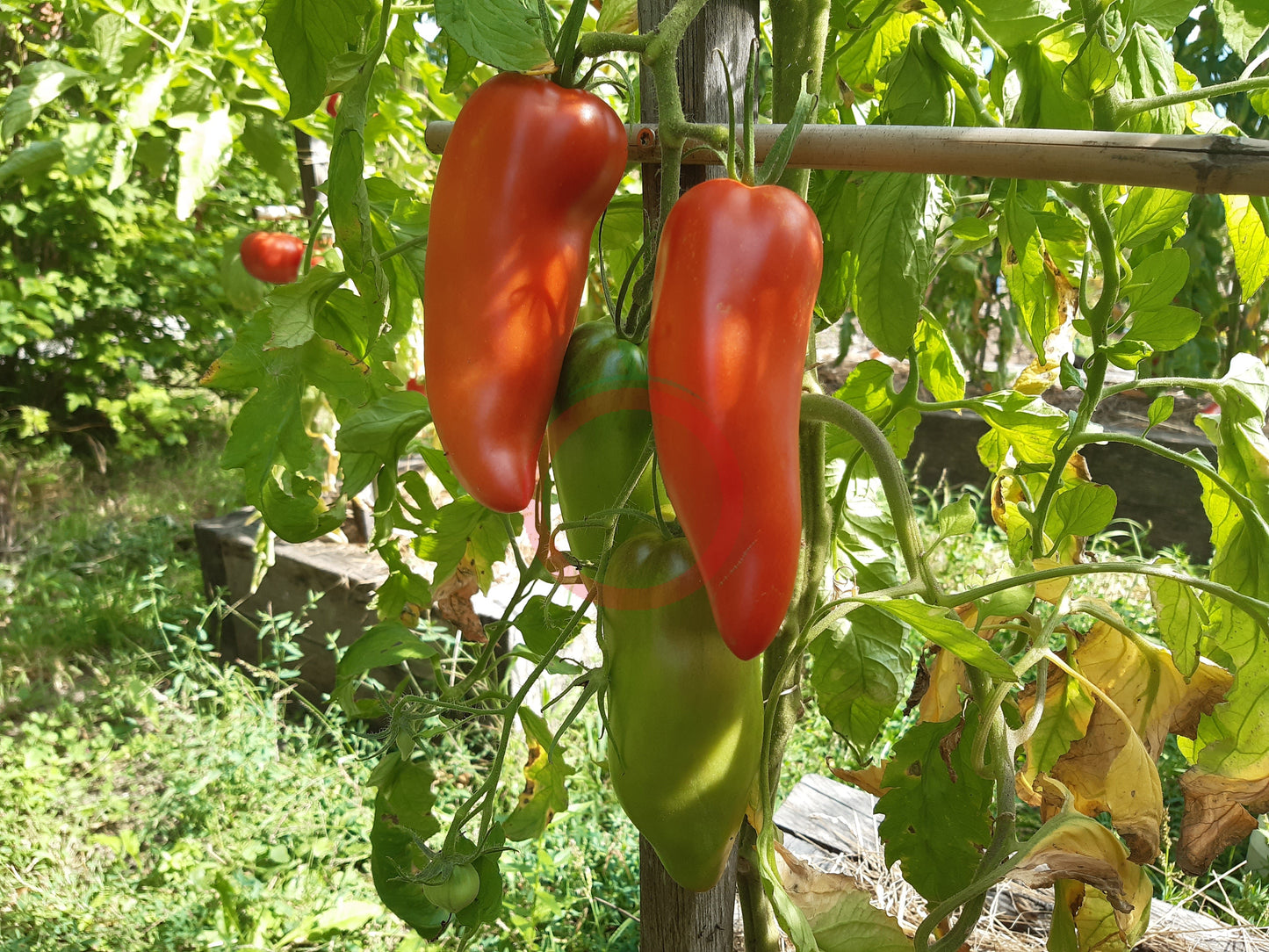 Langer Erwin DER TOMATENFLÜSTERER