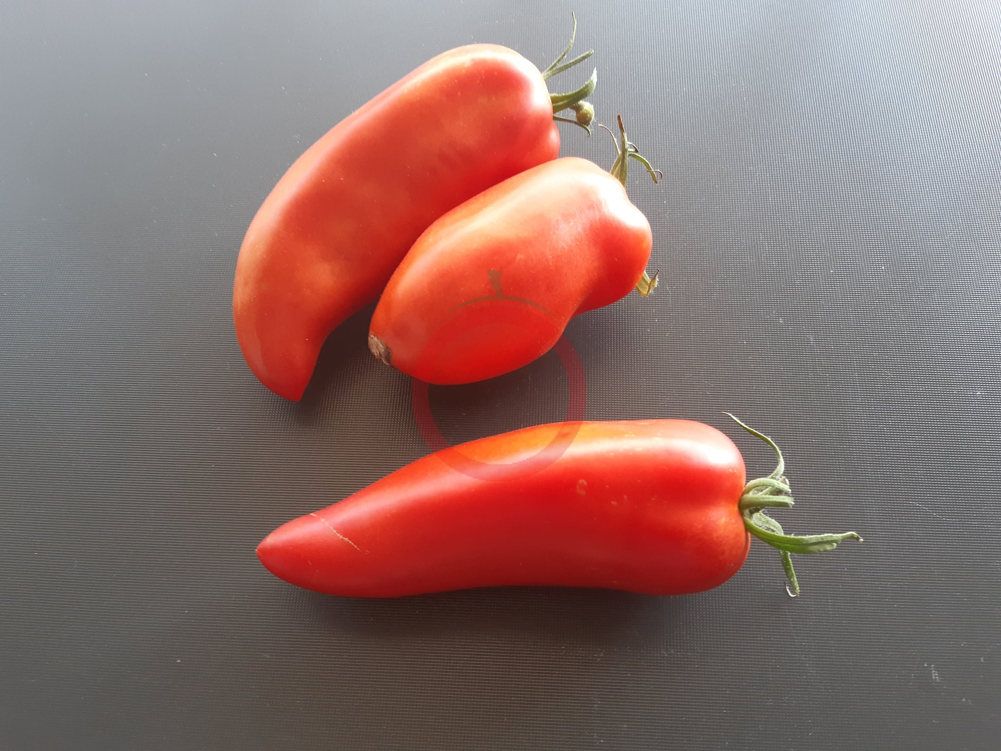 Langer Erwin DER TOMATENFLÜSTERER
