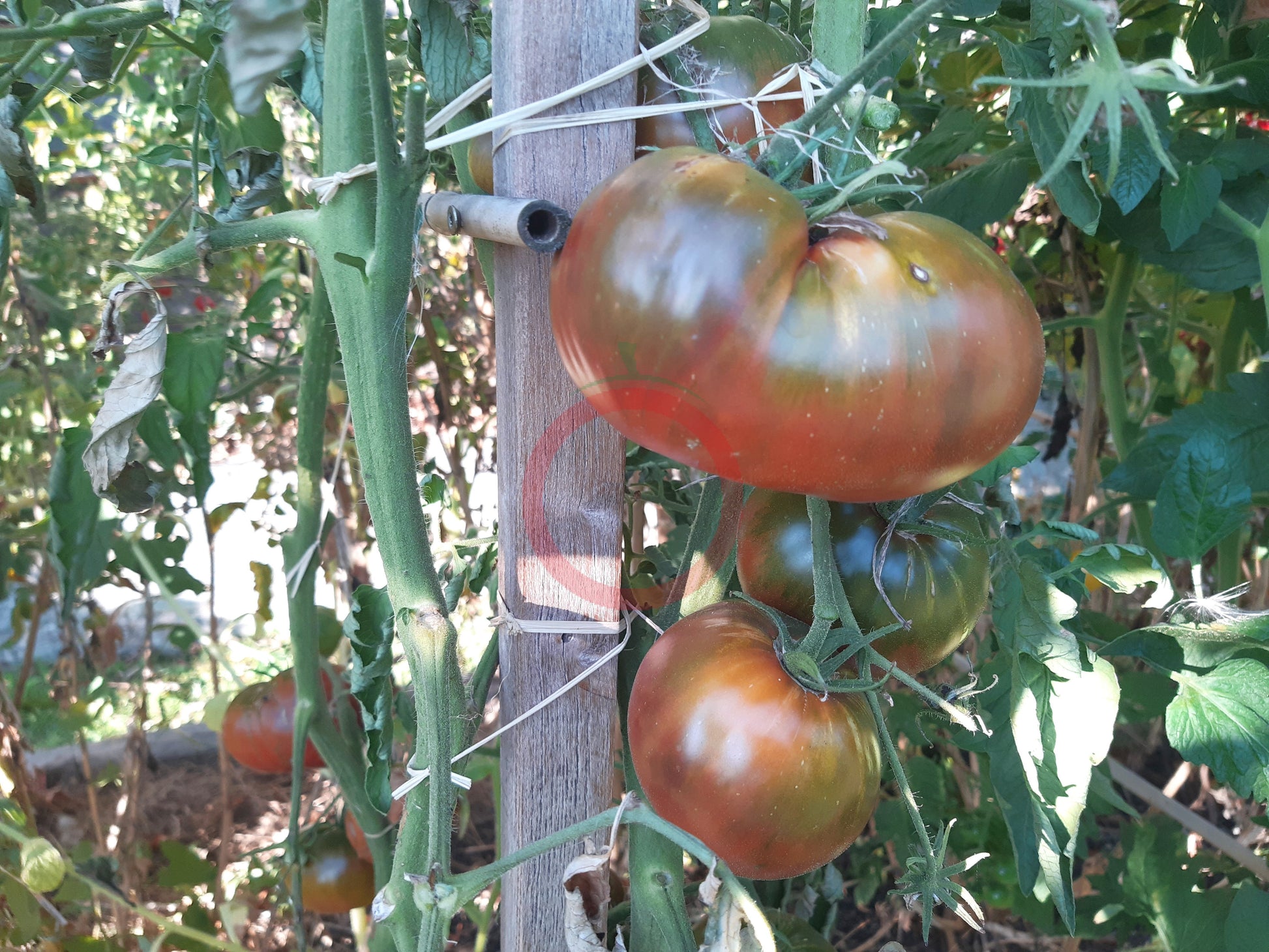 Le Sirop d'érable DER TOMATENFLÜSTERER