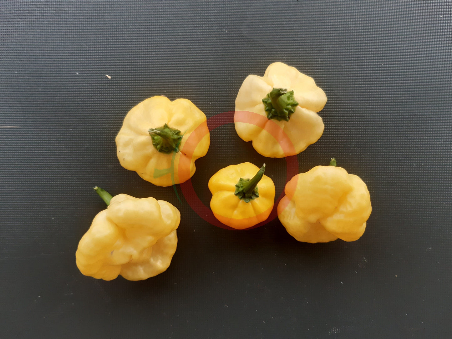 Lemon Starrburst DER TOMATENFLÜSTERER