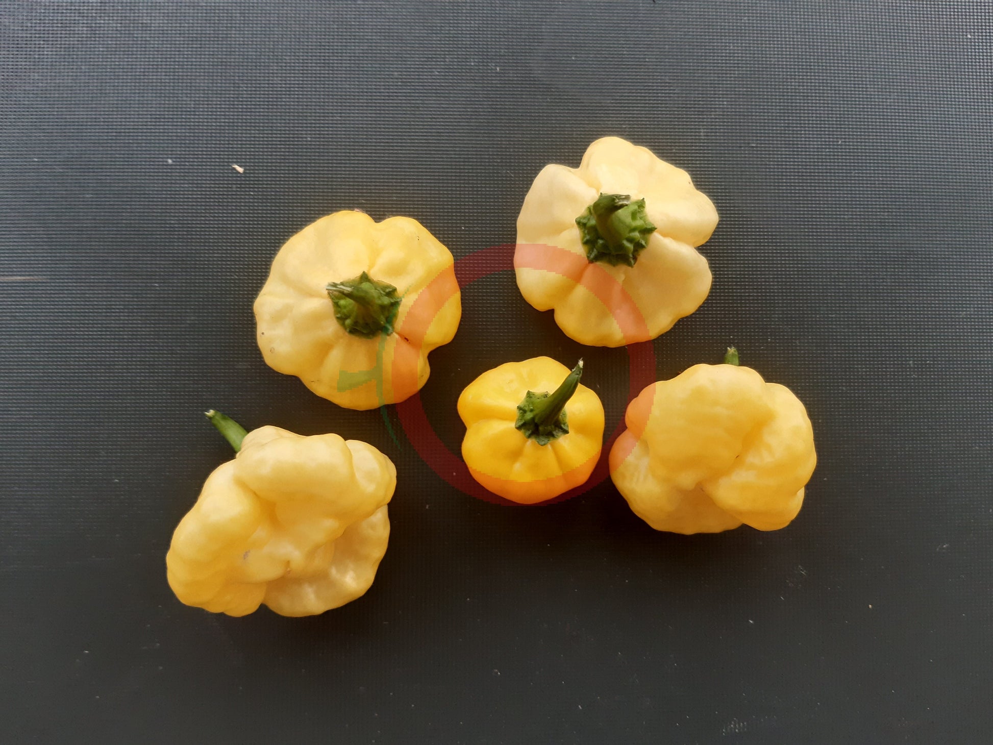 Lemon Starrburst DER TOMATENFLÜSTERER