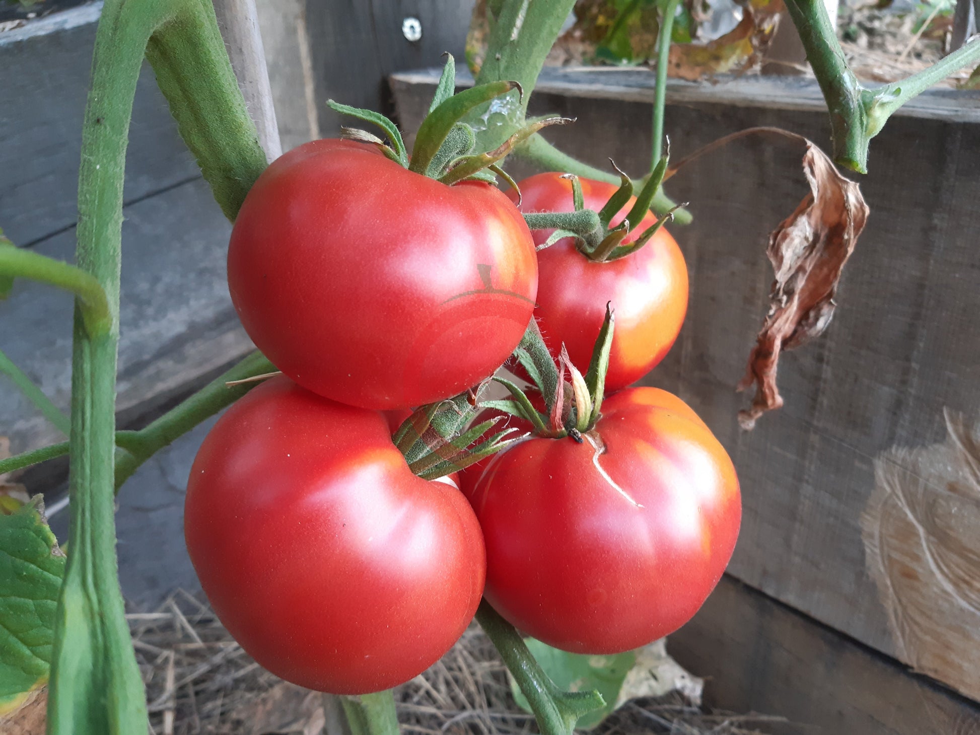 Livingston Magnus DER TOMATENFLÜSTERER