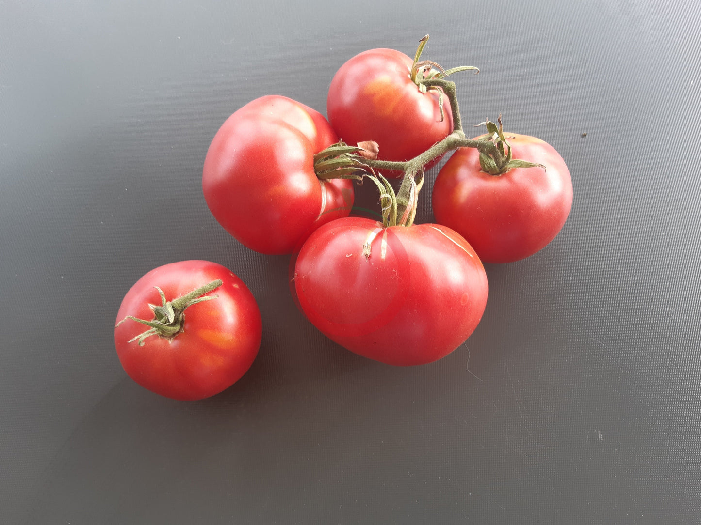Livingston Magnus DER TOMATENFLÜSTERER