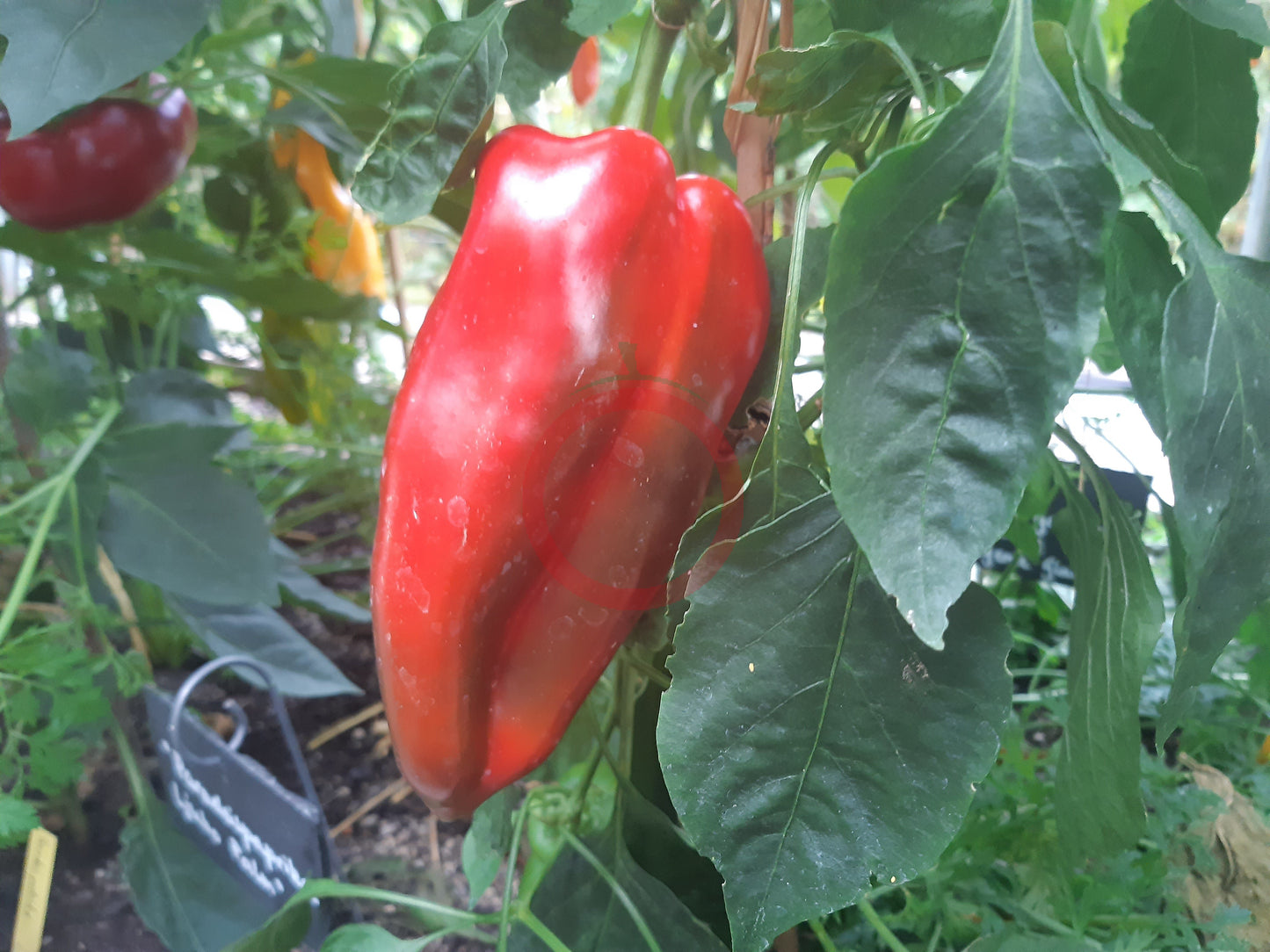 Ljubo's Palm DER TOMATENFLÜSTERER