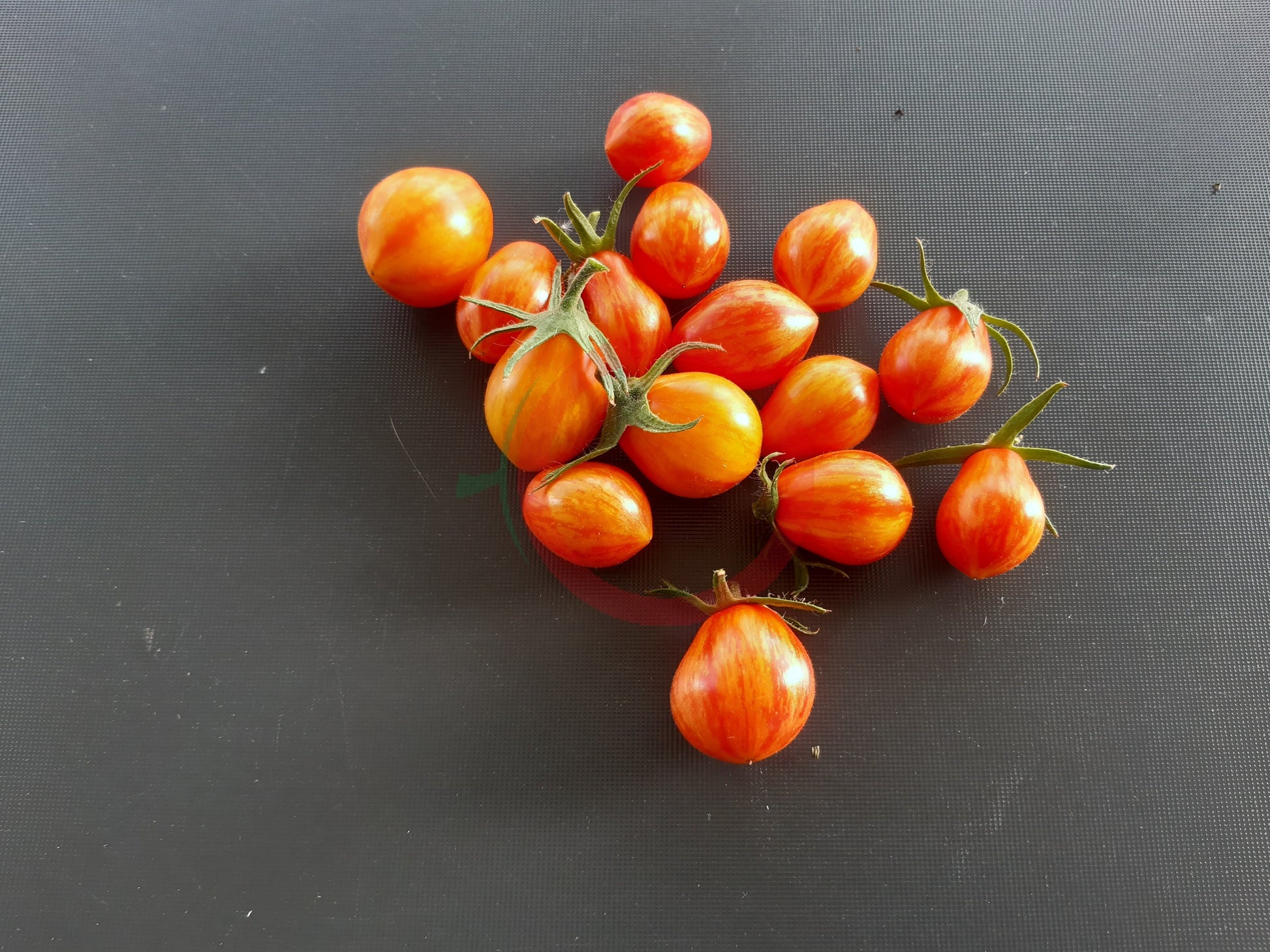 Lucfichoise DER TOMATENFLÜSTERER