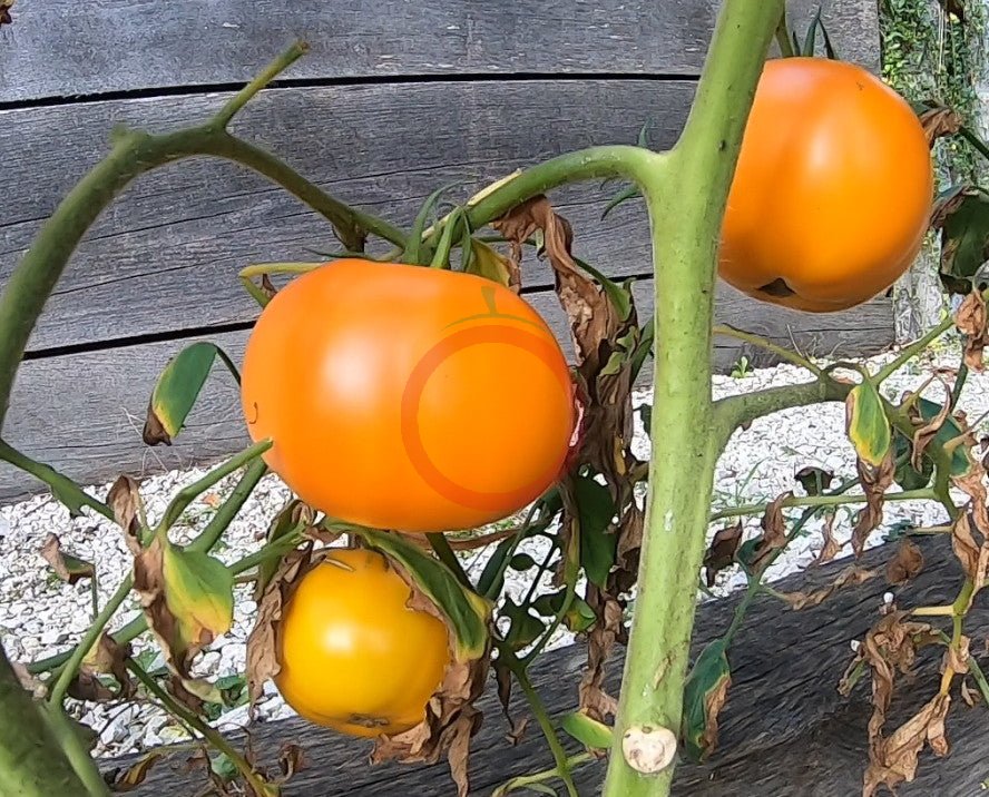 Magali Gelb DER TOMATENFLÜSTERER