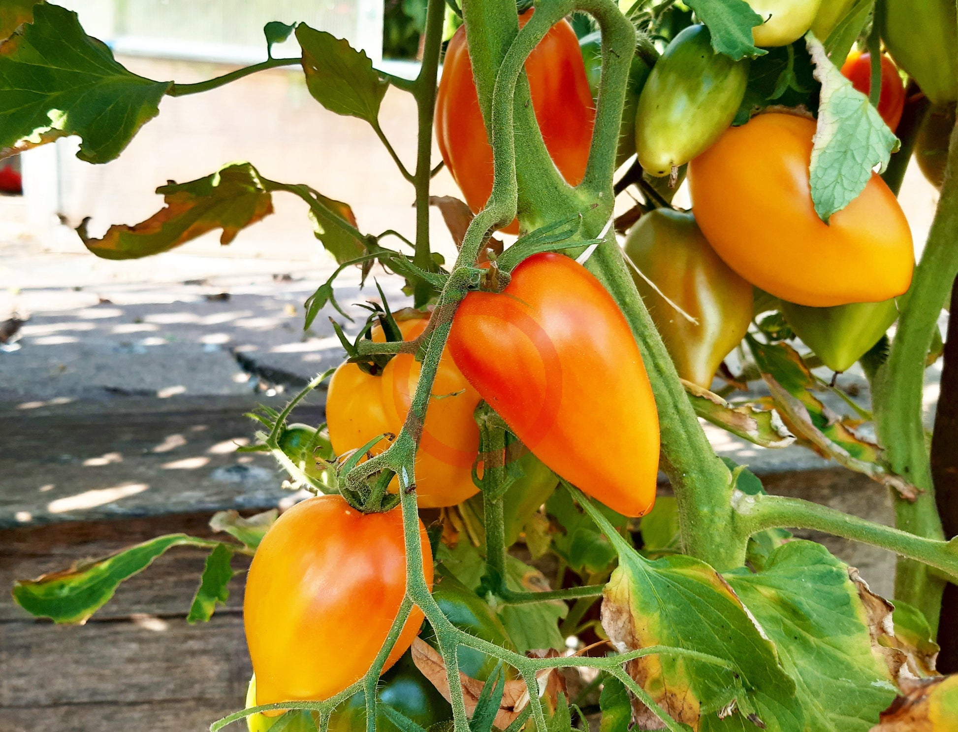Marina's Praise DER TOMATENFLÜSTERER