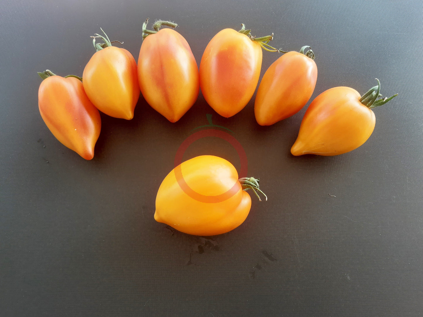 Marina's Praise DER TOMATENFLÜSTERER