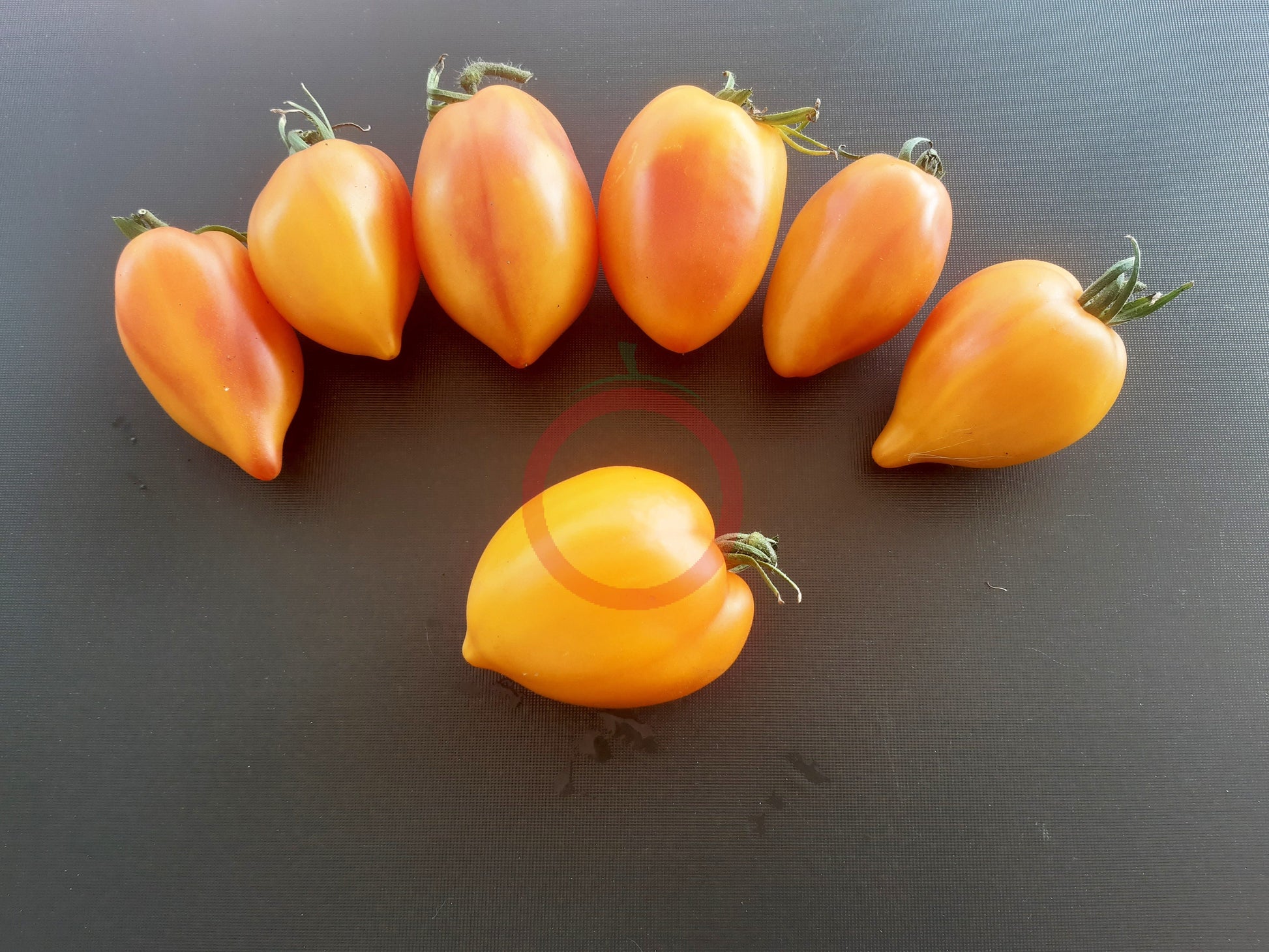 Marina's Praise DER TOMATENFLÜSTERER