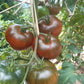 Marshmallow in Chocolate DER TOMATENFLÜSTERER