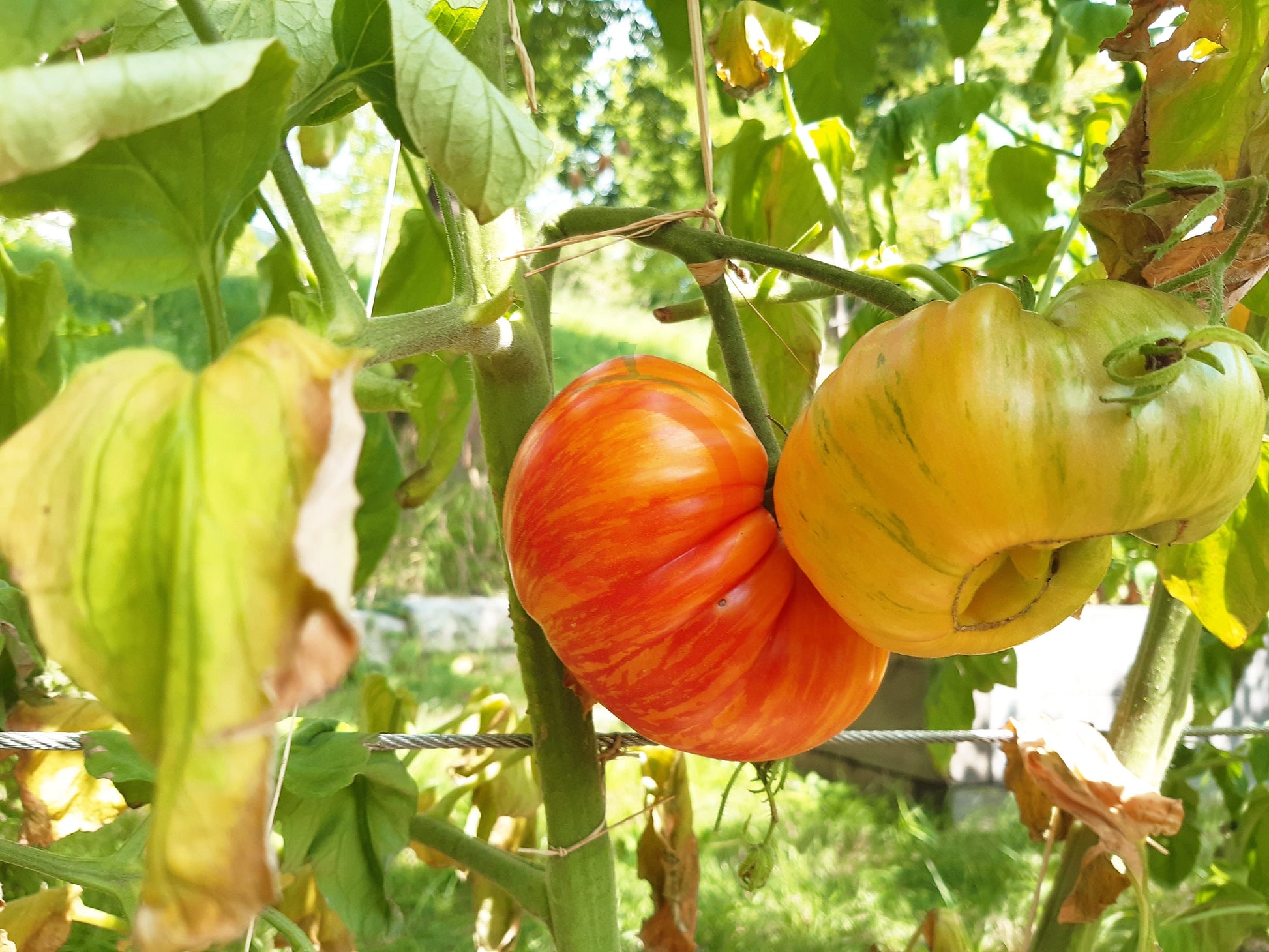 Mermaid DER TOMATENFLÜSTERER