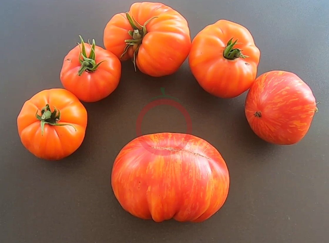 Mermaid DER TOMATENFLÜSTERER