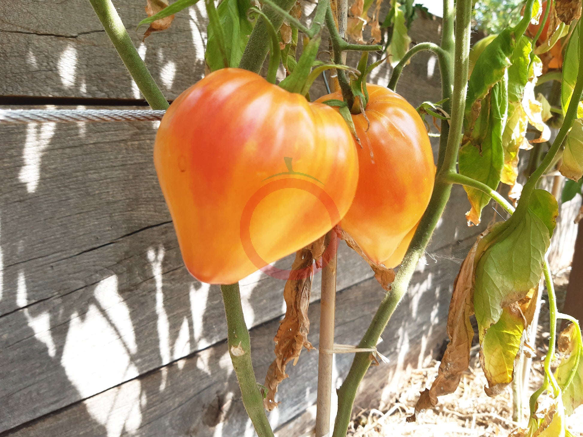 Midnight Sun DER TOMATENFLÜSTERER