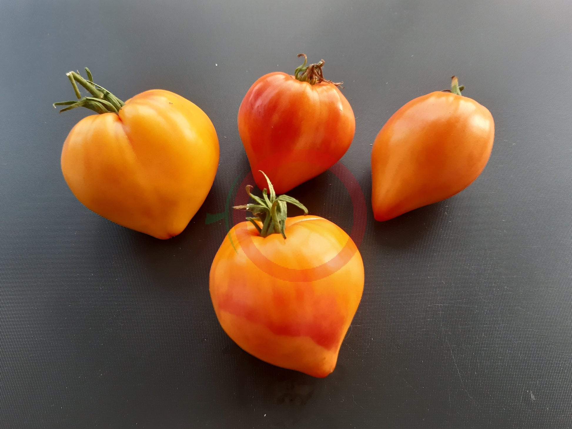 Midnight Sun DER TOMATENFLÜSTERER