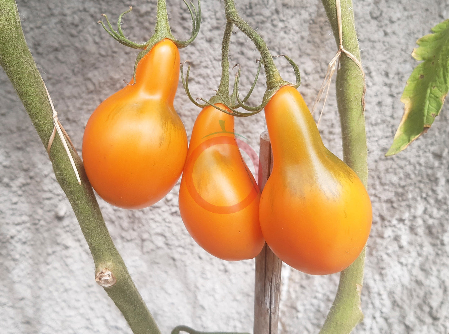 Mila DER TOMATENFLÜSTERER