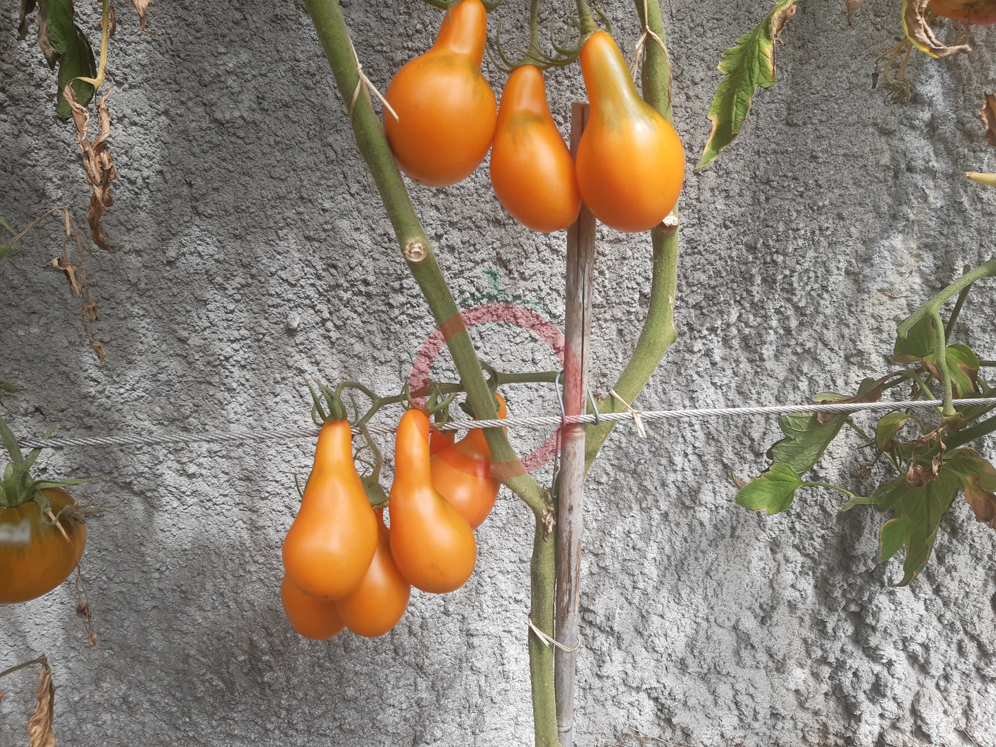 Mila DER TOMATENFLÜSTERER
