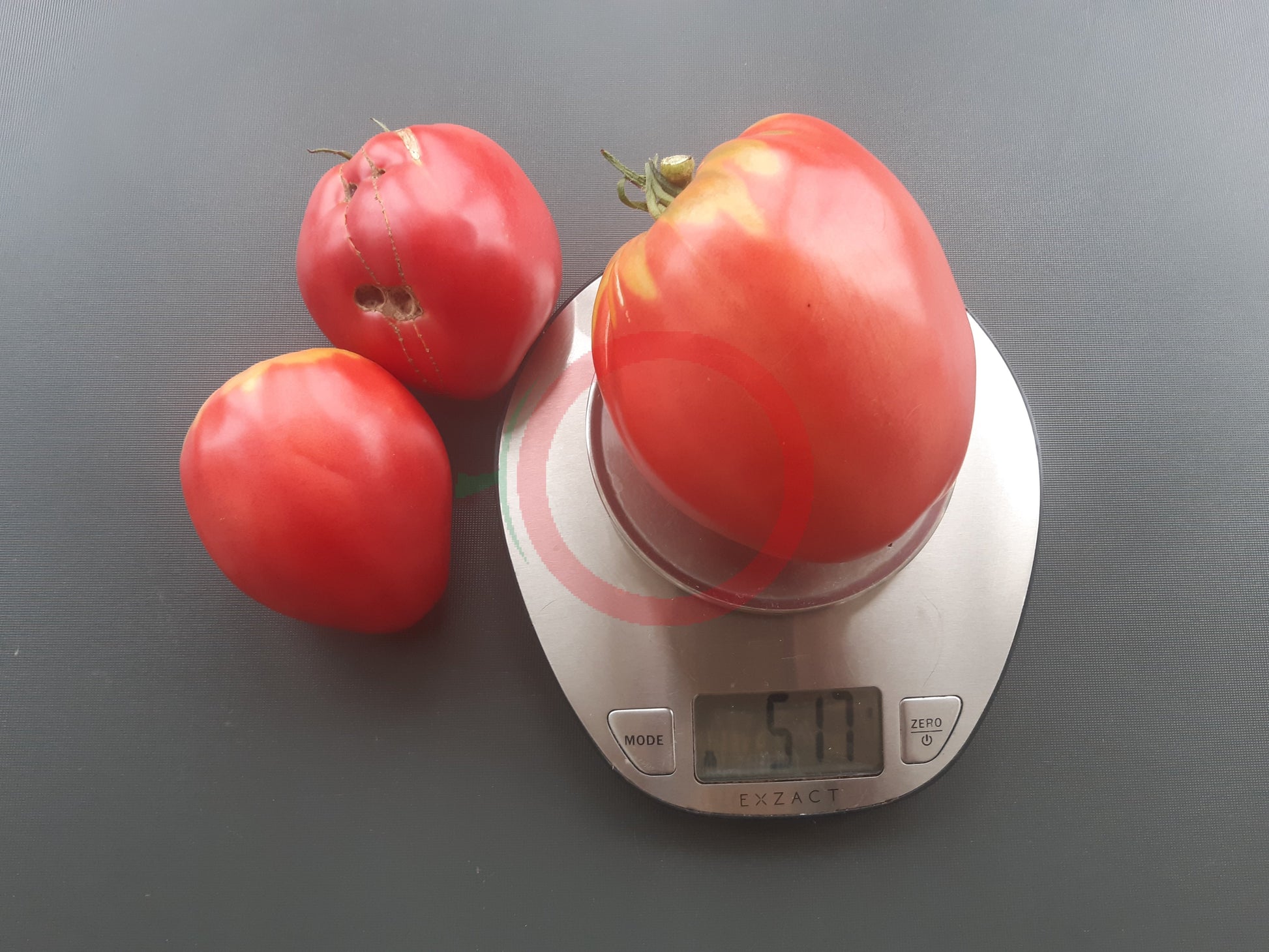 Monkey Ass DER TOMATENFLÜSTERER