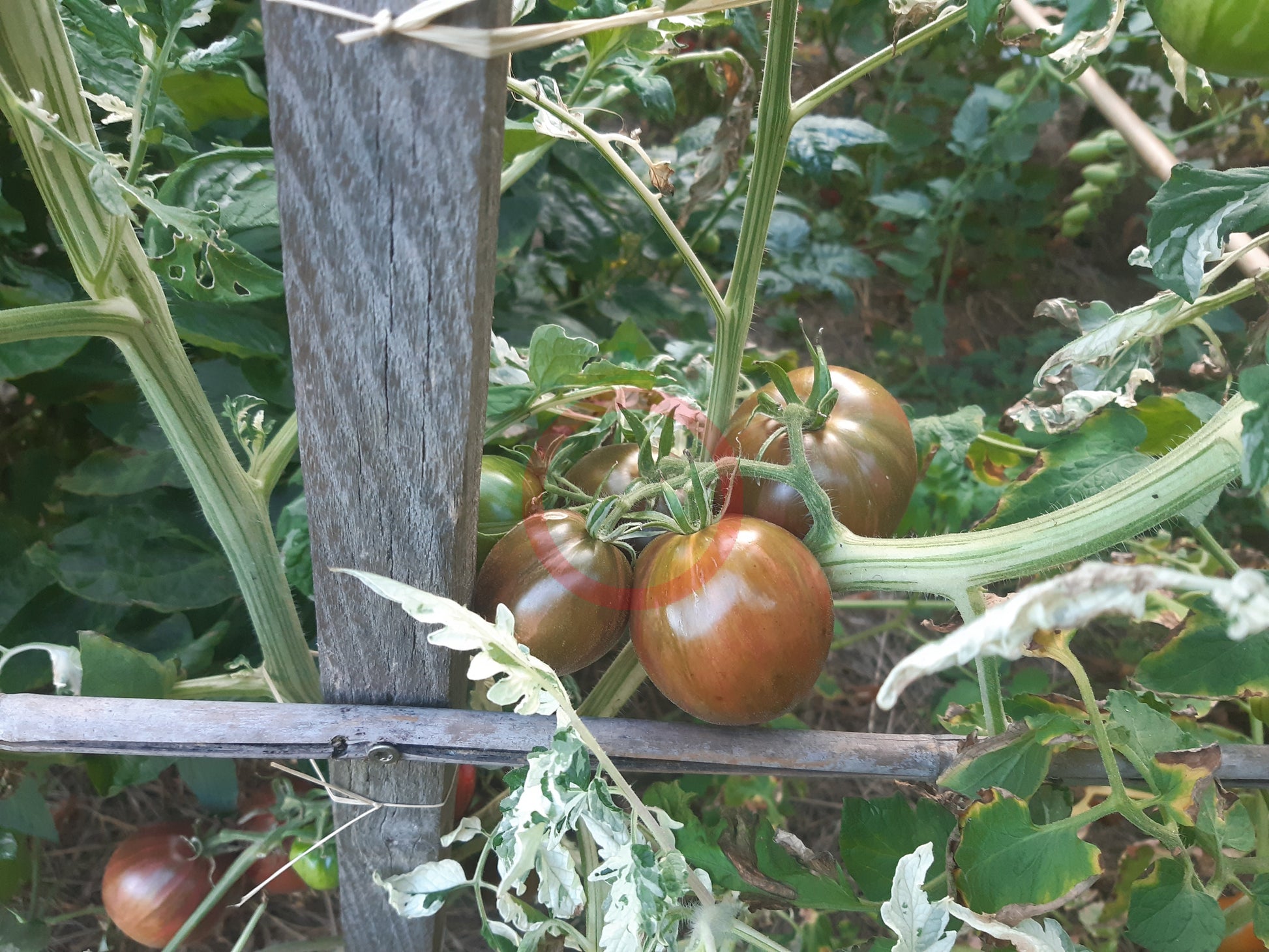 Moonlight Mile DER TOMATENFLÜSTERER
