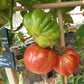 Morskaya Zvezda DER TOMATENFLÜSTERER