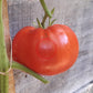 Mortgage Lifter Radiator Charlie DER TOMATENFLÜSTERER