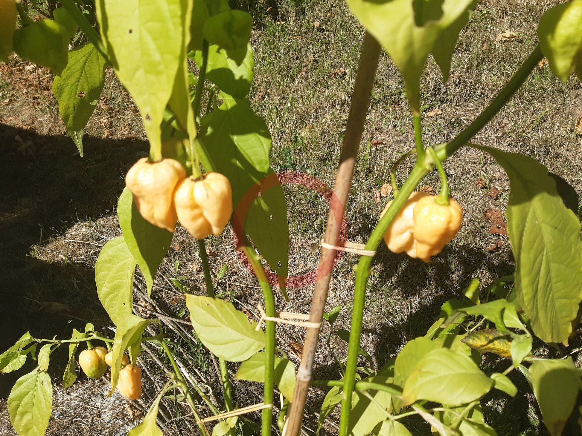 Moruga Peach DER TOMATENFLÜSTERER