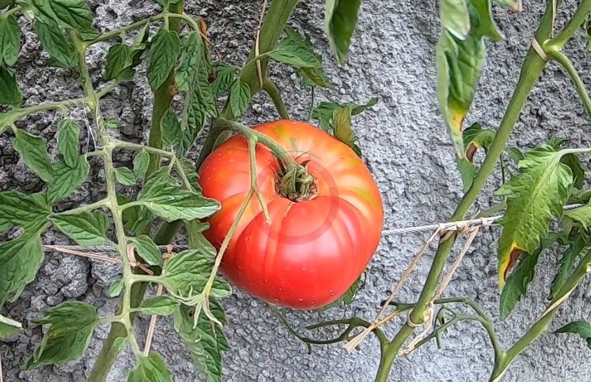 Nahuelbuta Pink DER TOMATENFLÜSTERER